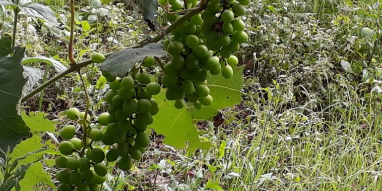 WhatsApp Image 2021-05-31 at 15.00.11 (2)